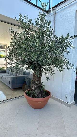 Гостиница Азария Геленджик-3